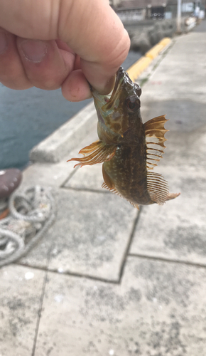 アナハゼの釣果