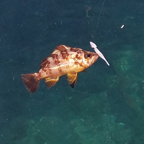 メバルの釣果