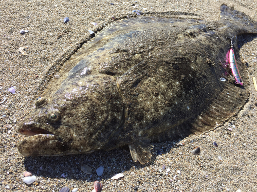 ヒラメの釣果