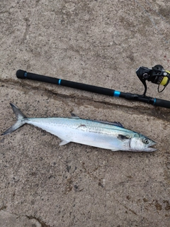 サゴシの釣果
