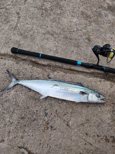 サゴシの釣果