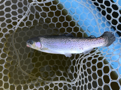 ニジマスの釣果