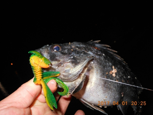 クロソイの釣果