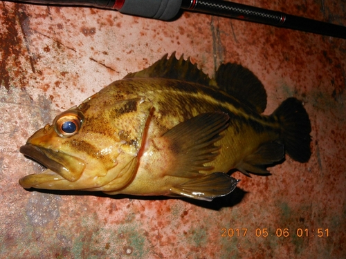 シマゾイの釣果