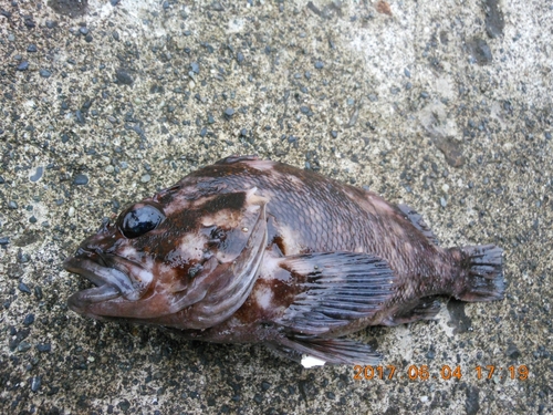 オウゴンムラソイの釣果