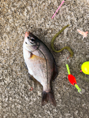 ウミタナゴの釣果