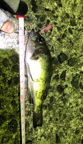 シロメバルの釣果