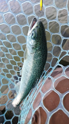 ニジマスの釣果