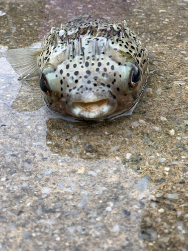 ハリセンボンの釣果