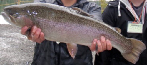 ニジマスの釣果