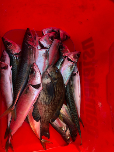 サバの釣果