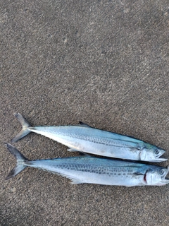 サゴシの釣果
