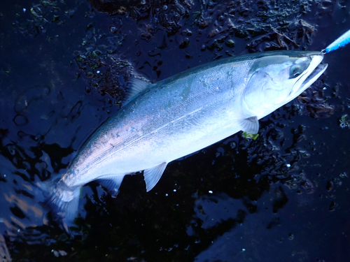 サクラマスの釣果