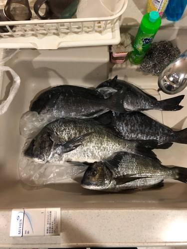 メジナの釣果