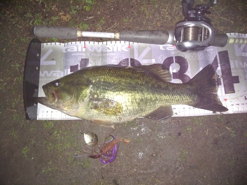 ブラックバスの釣果