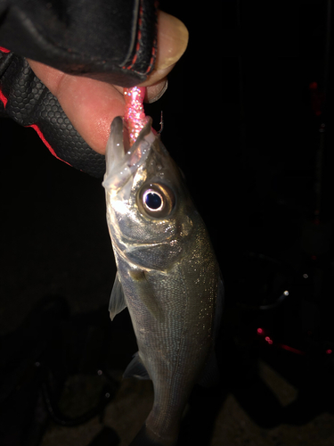 セイゴ（マルスズキ）の釣果