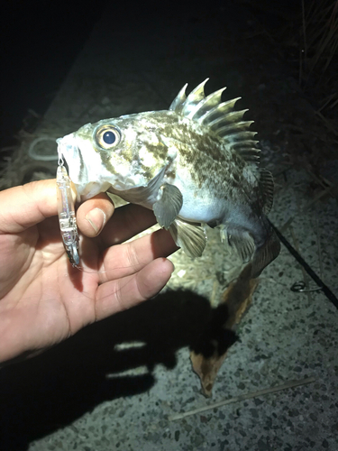 クロソイの釣果