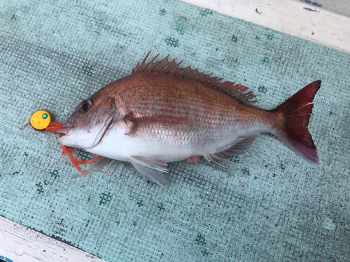 マダイの釣果