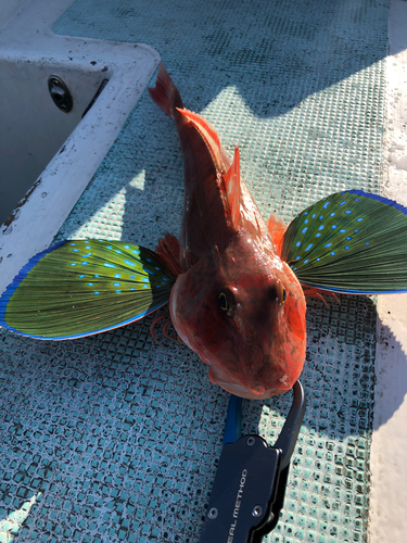 ホウボウの釣果