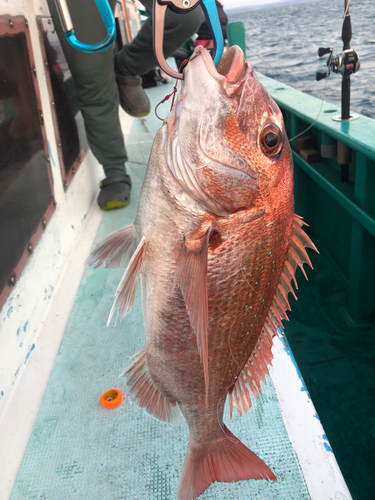 マダイの釣果