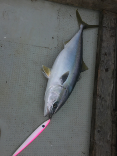 ブリの釣果