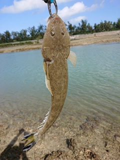 コチの釣果