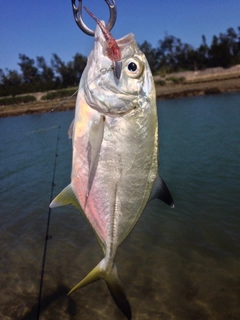 メッキの釣果