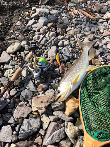 アメマスの釣果