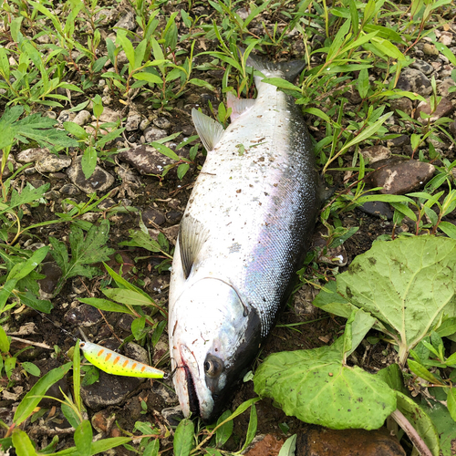 サクラマスの釣果