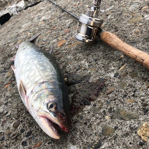 アメマスの釣果