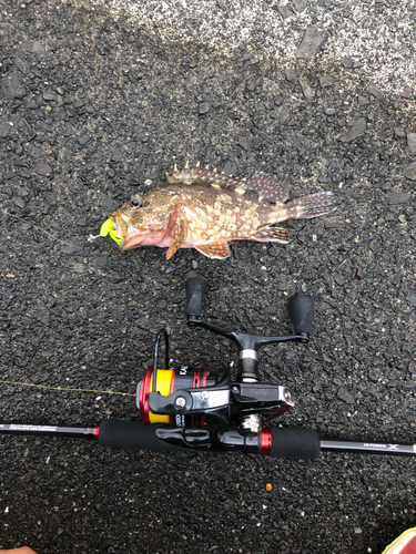 カサゴの釣果