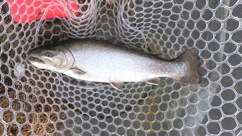 イワナの釣果