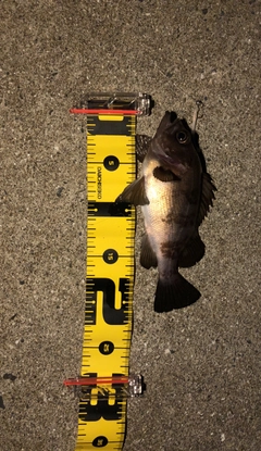 アカメバルの釣果