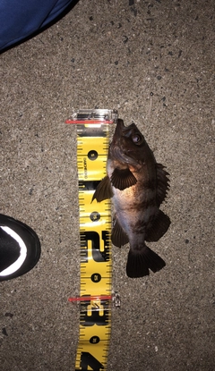 アカメバルの釣果