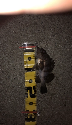 アカメバルの釣果