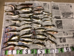 アジの釣果