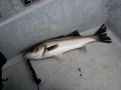 マルスズキの釣果