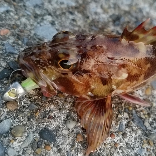 カサゴの釣果