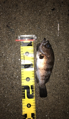 アカメバルの釣果