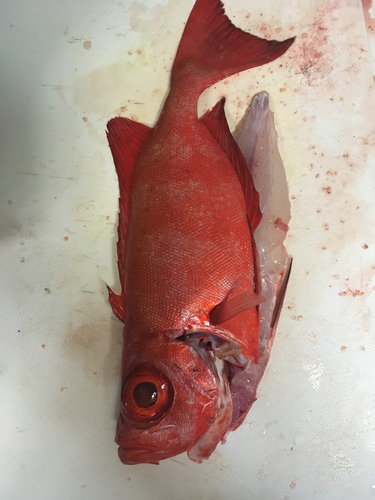 ホウセキキントキの釣果