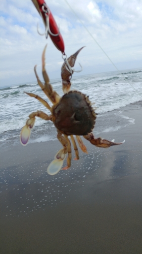 カニの釣果