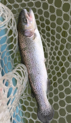 ニジマスの釣果