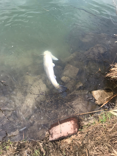 ソウギョの釣果