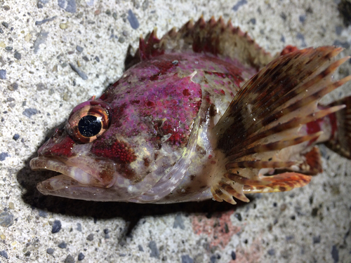 ヨロイメバルの釣果