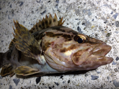 ベッコウゾイの釣果