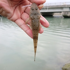 コチの釣果