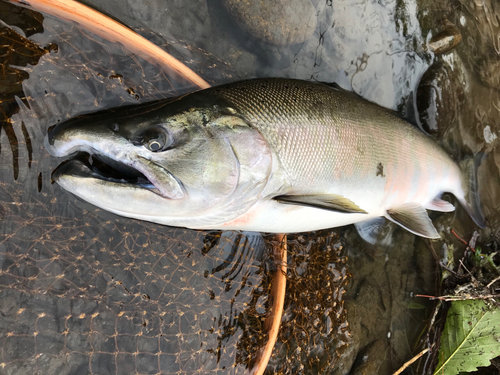 ヤマメの釣果