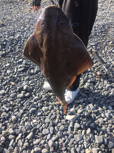 カスザメの釣果