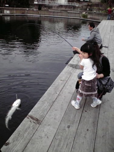 イトウの釣果