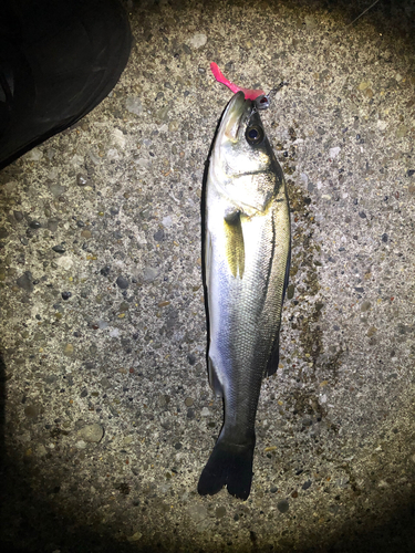 フッコ（マルスズキ）の釣果